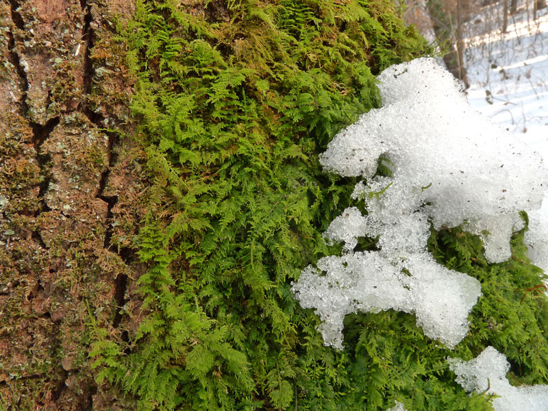 Thuidium tamariscinum